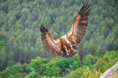 Vale gier-Eurasian griffon vulture-Gänsegeier-Gyps fulvus