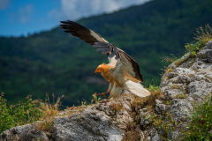 Aasgier-Egyptian vulture-Schmutzgeier-Neophron percnopterus