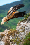 Aasgier-Egyptian vulture-Schmutzgeier -Neophron percnopterus-Frankrijk-France-Frankreich