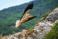 Aasgier-Egyptian vulture-Schmutzgeier -Neophron percnopterus-Frankrijk-France-Frankreich