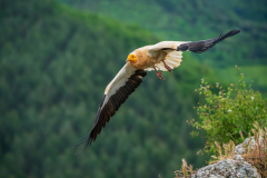 Aasgier-Egyptian vulture-Schmutzgeier -Neophron percnopterus-Frankrijk-France-Frankreich