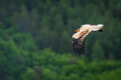 Aasgier-Egyptian vulture-Schmutzgeier-Neophron percnopterus-Frankrijk-France-Frankreich