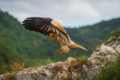 Aasgier-Egyptian vulture-Schmutzgeier-Neophron percnopterus-Frankrijk-France-Frankreich