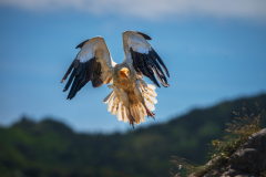 Aasgier-Egyptian vulture-Schmutzgeier-Neophron percnopterus-Frankrijk-France-Frankreich