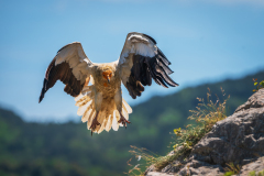 Aasgier-Egyptian vulture-Schmutzgeier-Neophron percnopterus-Frankrijk-France-Frankreich