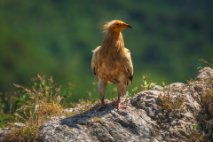 Aasgier-Egyptian vulture-Schmutzgeier-Neophron percnopterus-Frankrijk-France-Frankreich