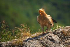 Aasgier-Egyptian vulture-Schmutzgeier-Neophron percnopterus-Frankrijk-France-Frankreich