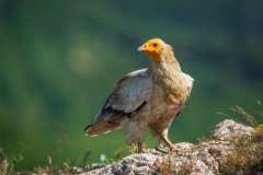 Aasgier- Egyptian vulture-Schmutzgeier-Neophron percnopterus