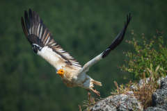 Aasgier-Egyptian vulture-Schmutzgeier-Neophron percnopterus-Frankrijk-France-Frankreich