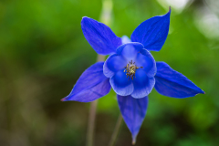 Akelei-columbines-Akeleien-Aquilegia-Frankrijk-France-Frankreich