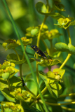 Bergbladwesp-Macrophya montana-Bergblattwespe-Macrophya montana-Frankrijk-France-Frankreich