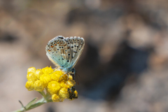 Bleek blauwtje-Chalkhill blue-Silbergrüne Bläuling-Lysandra coridon-Frankrijk-France-Frankreich
