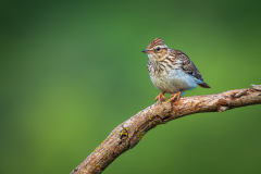 Boomleeuwerik-Wood lark-Heidelerche-Lullula arborea-Frankrijk-France-Frankreich
