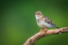 Boomleeuwerik-Wood lark-Heidelerche-Lullula arborea-Frankrijk-France-Frankreich