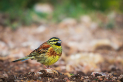 Cirlgors-Cirl bumting-Zaunammer-Emberiza cirlus-Frankrijk-France-Frankreich