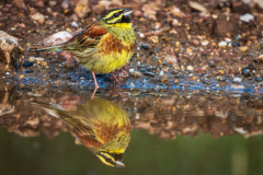Cirlgors-Cirl bumting-Zaunammer-Emberiza cirlus-Frankrijk-France-Frankreich