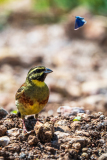 Cirlgors-Cirl bunting-Zaunammer -Emberiza cirlus-Frankrijk-France-Frankreich