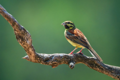 Cirlgors-Cirl bunting-Zaunammer -Emberiza cirlus-Frankrijk-France-Frankreich