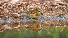 Cirlgors-Cirl bunting-Zaunammer -Emberiza cirlus-Frankrijk-France-Frankreich