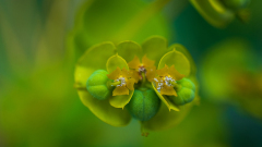 Euphorbia spec-Frankrijk-France-Frankreich