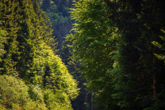 Fores de Noiregoutte -Frankrijk-France-Frankreich