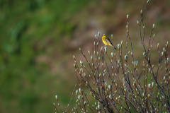 Geelgors-Yellowhammer-Goldammer-Emberiza citrinella-Frankrijk-France-Frankreich