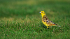 Geelgors-Yellowhammer-Goldammer -Emberiza citrinella-Frankrijk-France-Frankreich
