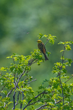 Geelgors-Yellowhammer-Goldammer -Emberiza citrinella-Frankrijk-France-Frankreich