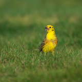 Geelgors-Yellowhammer-Goldammer -Emberiza citrinella-Frankrijk-France-Frankreich