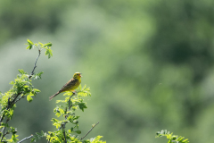 Geelgors-Yellowhammer-Goldammer-Emberiza citrinella-Frankrijk-France-Frankreich