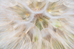 Gele morgenster-Meadow salsiry-Wiesen-Bocksbart-Tragopogon-pratensis-subsp-Frankrijk-France-Frankreich