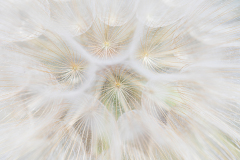 Gele morgenster-Meadow salsiry-Wiesen-Bocksbart-Tragopogon-pratensis-subsp-Frankrijk-France-Frankreich