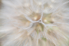 Gele morgenster-Meadow salsiry-Wiesen-Bocksbart-Tragopogon-pratensis-subsp-Frankrijk-France-Frankreich