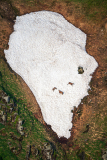 Gems-Chamois-Gämse-Rupicapra rupicapra-Frankrijk-France-Frankreich