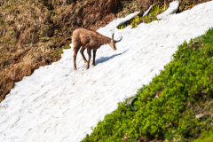 Gems-Chamois-Gämse-Rupicapra rupicapra-Frankrijk-France-Frankreich