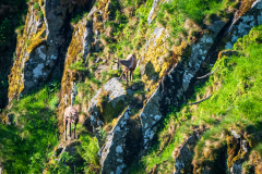 Gems-Chamois-Gämse-Rupicapra rupicapra-Frankrijk-France-Frankreich