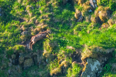 Gems-Chamois-Gämse-Rupicapra rupicapra-Frankrijk-France-Frankreich