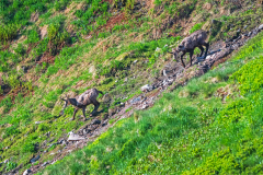 Gems-Chamois-Gämse-Rupicapra rupicapra-Frankrijk-France-Frankreich