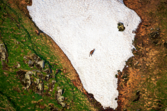 Gems-Chamois-Gämse-Rupicapra rupicapra-Frankrijk-France-Frankreich