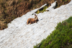 Gems-Chamois-Gämse-Rupicapra rupicapra-Frankrijk-France-Frankreich