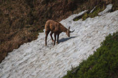 Gems-Chamois-Gämse-Rupicapra rupicapra-Frankrijk-France-Frankreich
