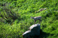 Gems-Chamois-Gämse-Rupicapra rupicapra-Frankrijk-France-Frankreich