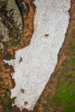 Gems-Chamois-Gämse-Rupicapra rupicapra-Frankrijk-France-Frankreich