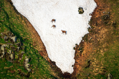 Gems-Chamois-Gämse-Rupicapra rupicapra-Frankrijk-France-Frankreich