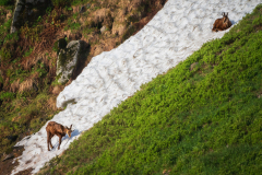 Gems-Chamois-Gämse-Rupicapra rupicapra-Frankrijk-France-Frankreich