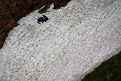 Gems-Chamois-Gämse-Rupicapra rupicapra-Frankrijk-France-Frankreich