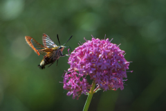 Glasvleugelpijlstaart-Broad-bordered bee hawk-moth-Hummelschwärmer-Hemaris fuciformis-Frankrijk-France-Frankreich