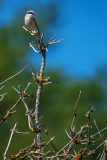 Grauwe klauwier-Red-backed shrike-Neuntöter-Lanius collurio-Frankrijk-France-Frankreich
