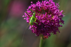 Grote groene sabelsprinkhaan- Great green bush-cricket- Grüne Heupferd-Tettigonia viridissima-Frankrijk-France-Frankreich