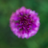 Hondskruid-Pyramidal orchid-Pyramiden-Hundswurz -Anacamptis pyramidalis-Frankrijk-France-Frankreich
